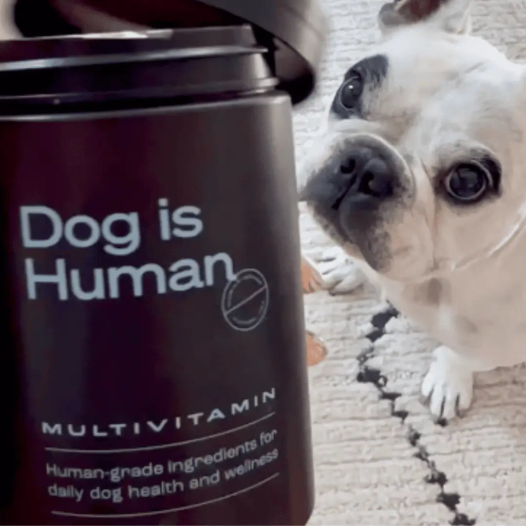 Dog is human