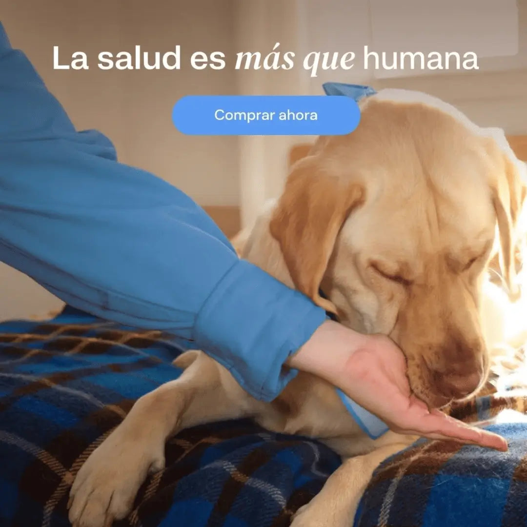 Dog is human