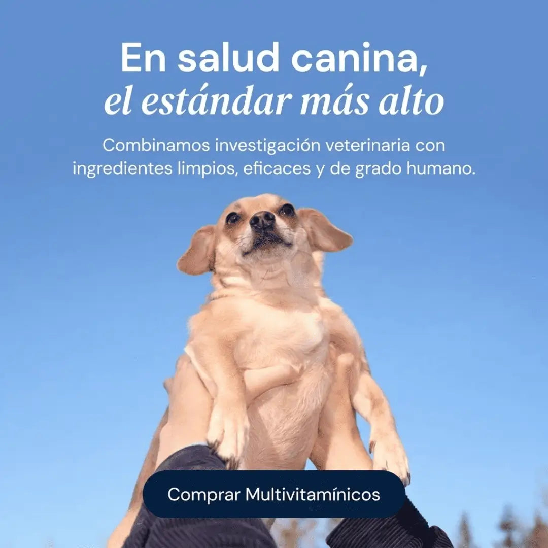 Dog is human