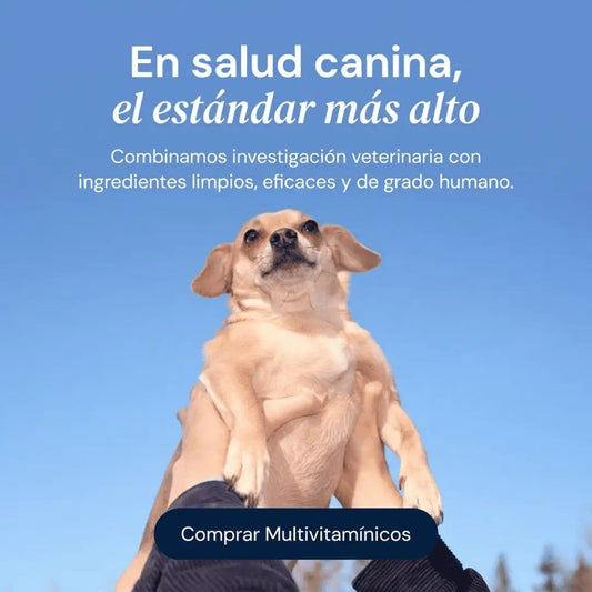Dog is human