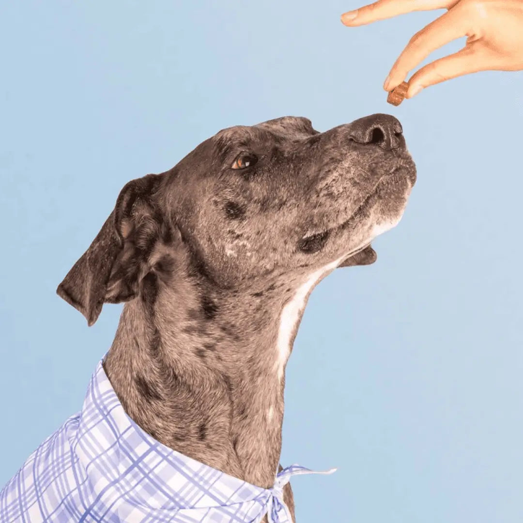Dog is human